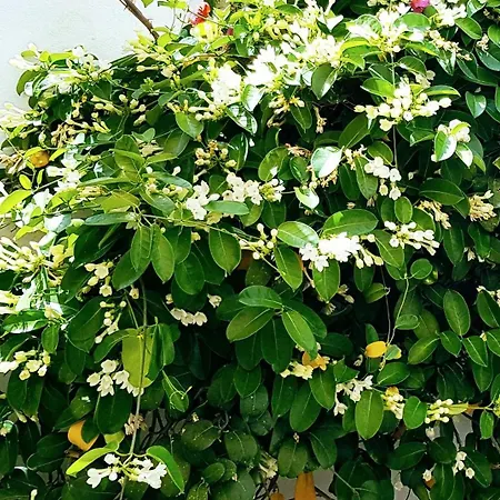 Apartment Yades House Paros Naousa (Paros)