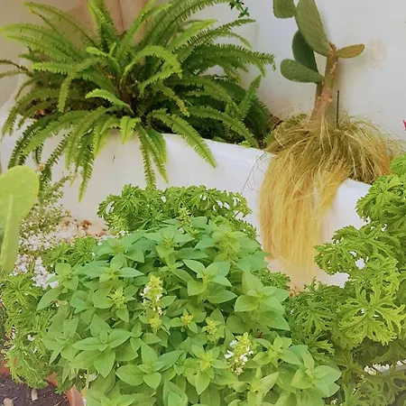 Yades House Paros Naousa (Paros)